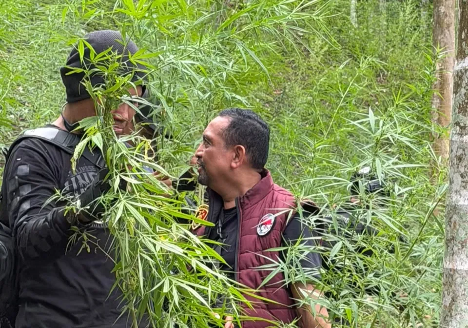 ladang ganja aceh utara