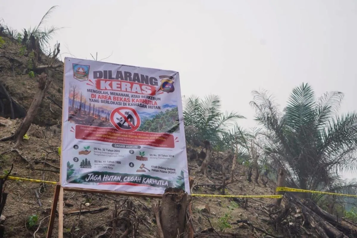 Sawit Ilegal Dharmasraya Ditemukan di Lahan Karhutla