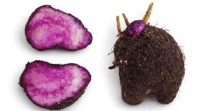 Uwi Nusantara, Pangan Lokal yang Menjadi Global
