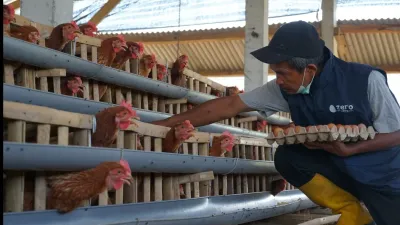 Danantara Dorong Ekosistem Poultry Modern Lewat Hilirisasi Ayam Terintegrasi