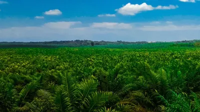 Sawit Papua dan Panggung Perdebatan Nasional