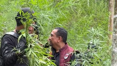 Ladang Ganja Aceh Utara 18 Hektare Dibongkar, 4 Petani Diamankan