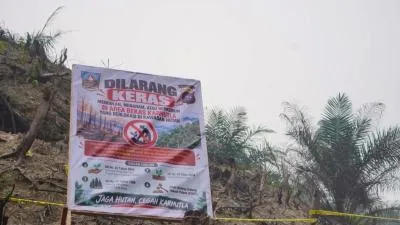 Sawit Ilegal Dharmasraya Ditemukan di Lahan Karhutla