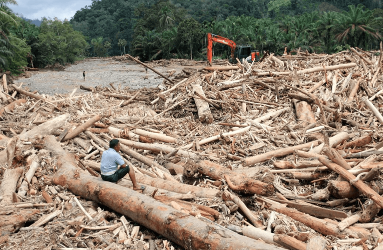 Kayu Gelondongan Sumut: Fenomena Lokal yang Bergema di Ruang Global