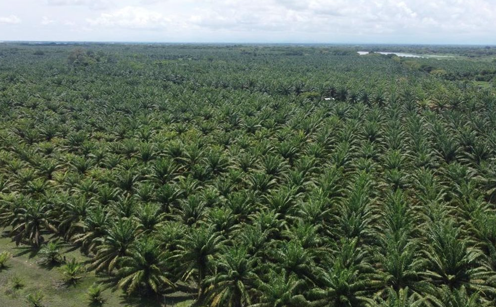 Banjir Sumatera Gairahkan Lagi Debat Sawit: Ahli Tegaskan Monokultur Bukan Solusi Ekologis