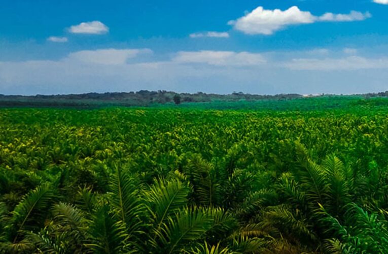 Sawit Papua dan Panggung Perdebatan Nasional