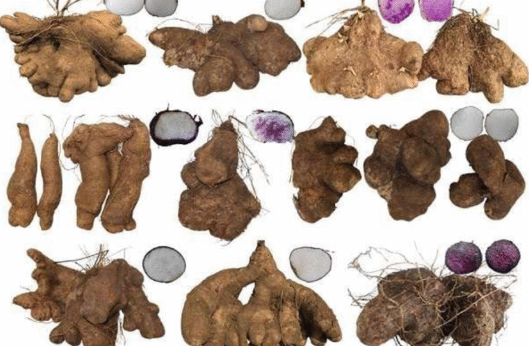 Uwi Terpinggirkan di Tengah Sistem Pangan Global