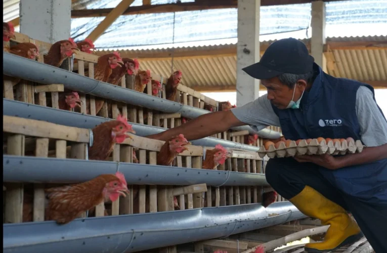 Danantara Dorong Ekosistem Poultry Modern Lewat Hilirisasi Ayam Terintegrasi