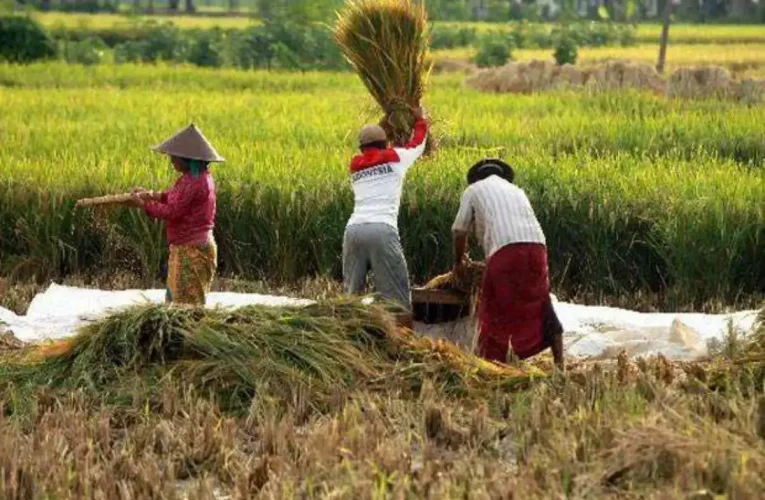Bulog Pastikan Serap Beras Petani Setelah Target 4 Juta Ton Tercapai